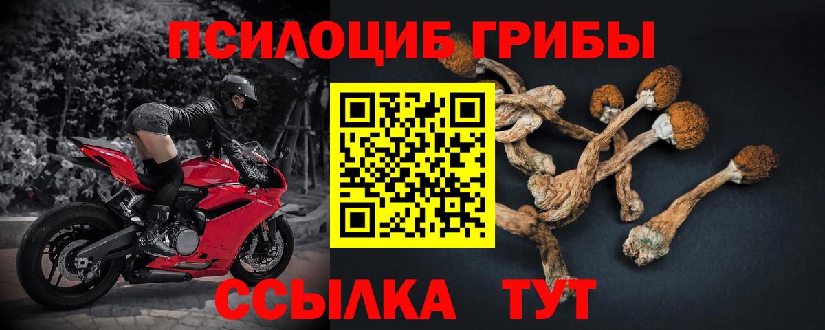 Псилоцибиновые грибы мицелий Богородск